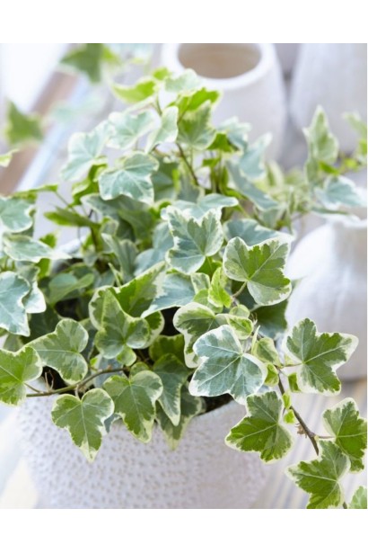 Ліана строката